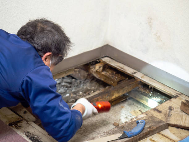 Best DIY Mold Remediation Support Services in Lexington, TX