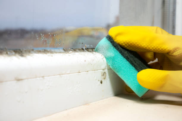 Best HVAC Mold Remediation in Lexington, TX
