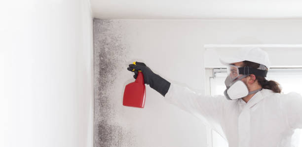 Best Black Mold Remediation in Lexington, TX