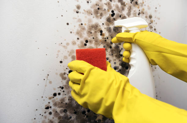 Best White Mold Remediation in Lexington, TX