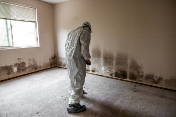 Best Bathroom Mold Remediation in Lexington, TX